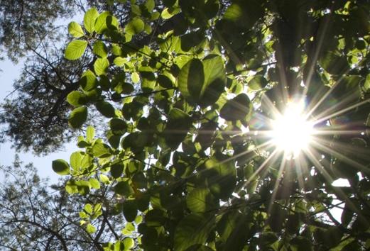 Zon door bomen